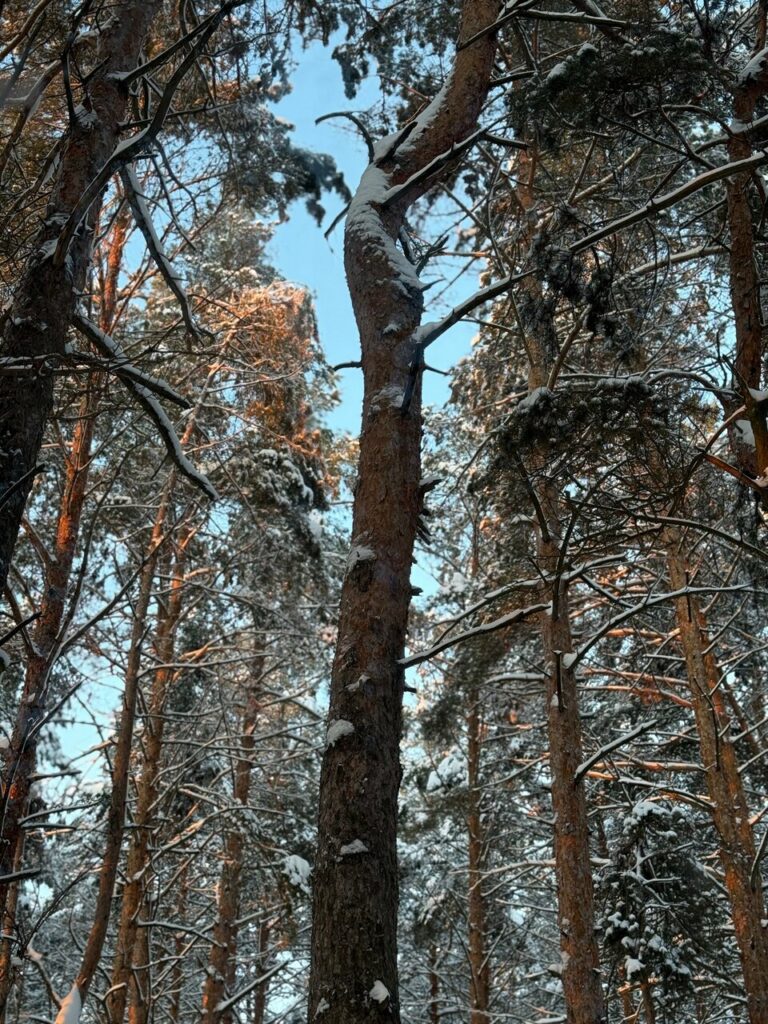 Глэмпинг Место под соснами